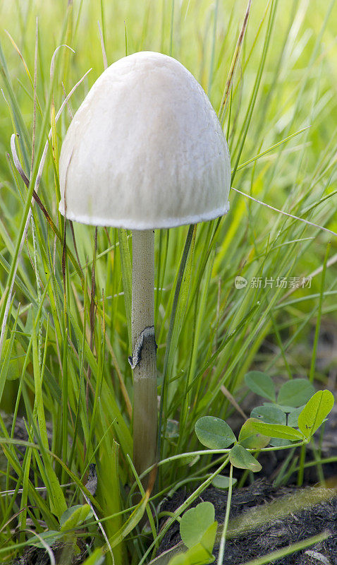 鹅蛋菇(半卵形Panaeolus panovatus)